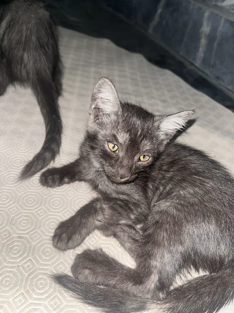 Ragdoll Adult Female And  5 Kittens — photo 3