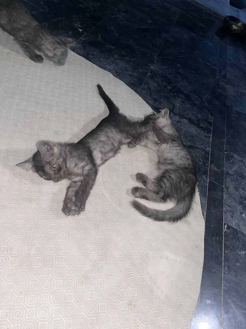 Ragdoll Adult Female And  5 Kittens — photo 4