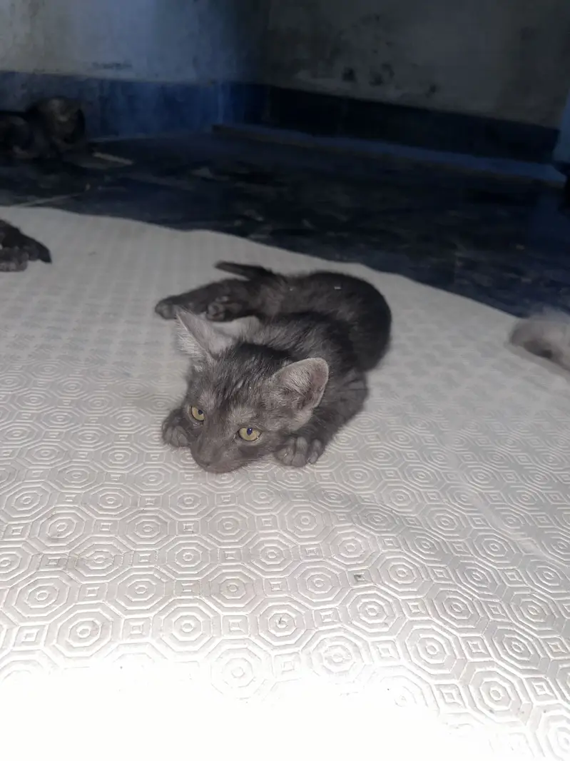 Ragdoll Adult Female And  5 Kittens — photo 5