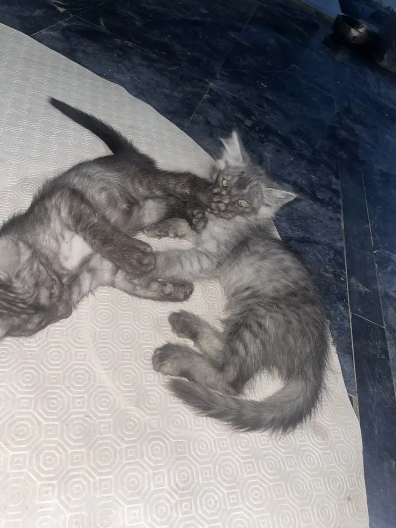 Ragdoll Adult Female And  5 Kittens — photo 6