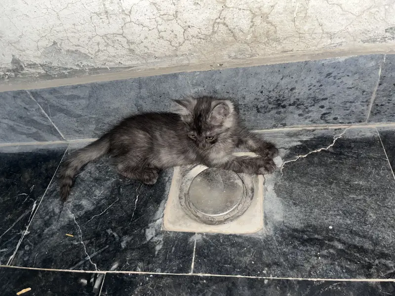 Ragdoll Adult Female And  5 Kittens — photo 7