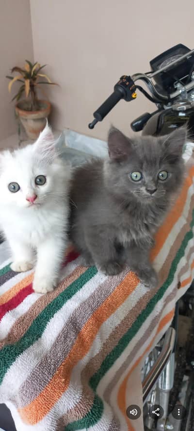 Persian Kittens |White persian Kittens |Triple Coated Kittens For Sale