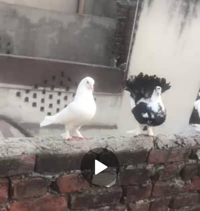 lucky breeder pairs