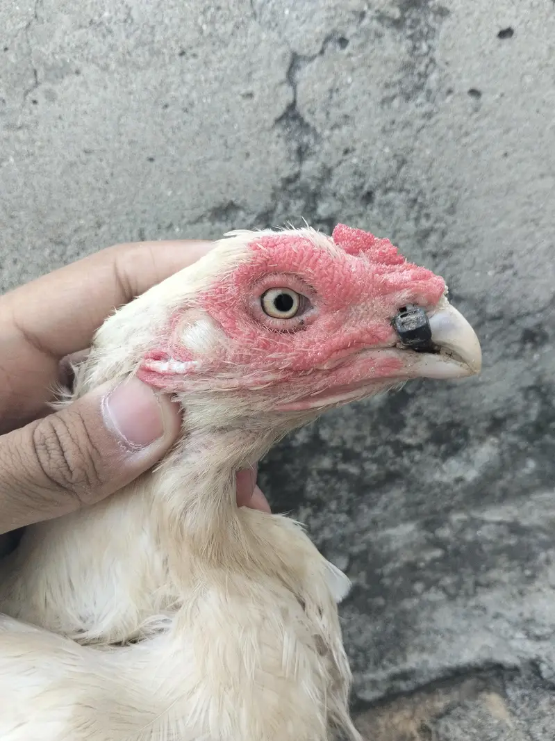 heera aseel female — photo 2
