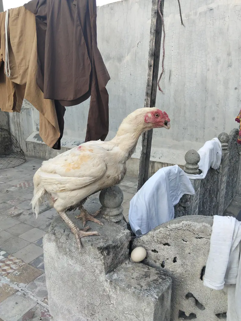 heera aseel female — photo 5