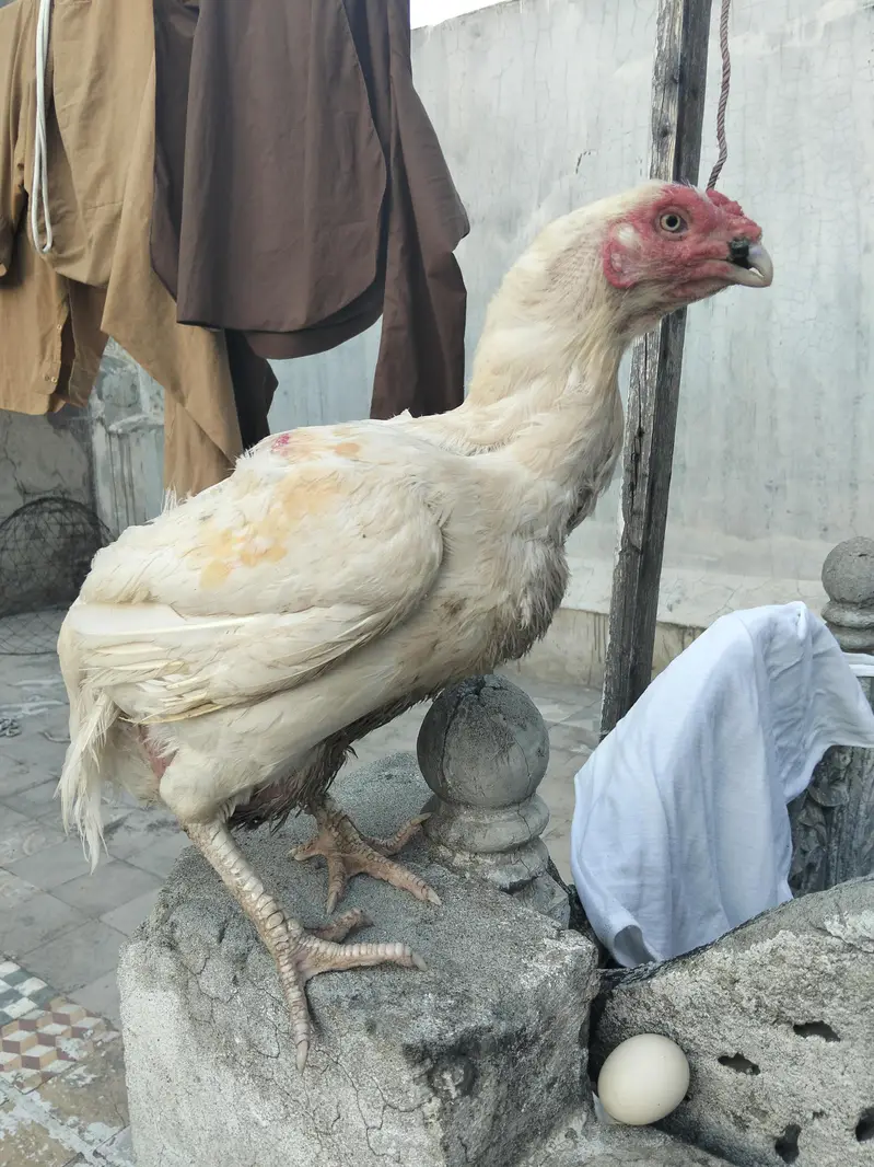 heera aseel female — photo 7