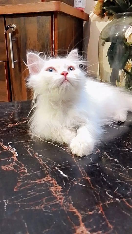 KITTEN  2