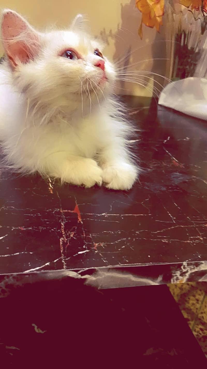 KITTEN  3