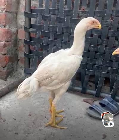 white o shamo  pathha
