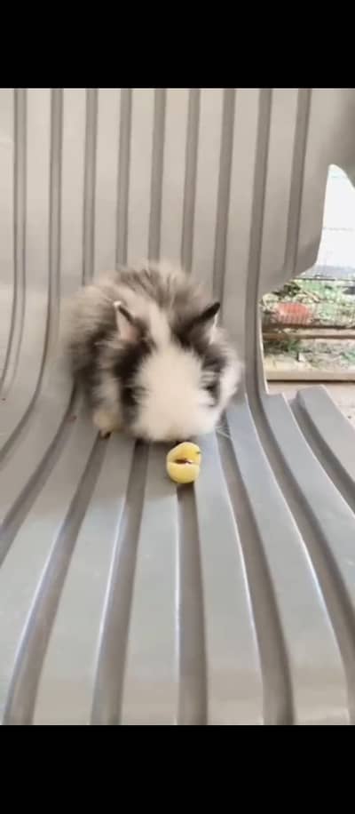 Teddy Bear dwarf