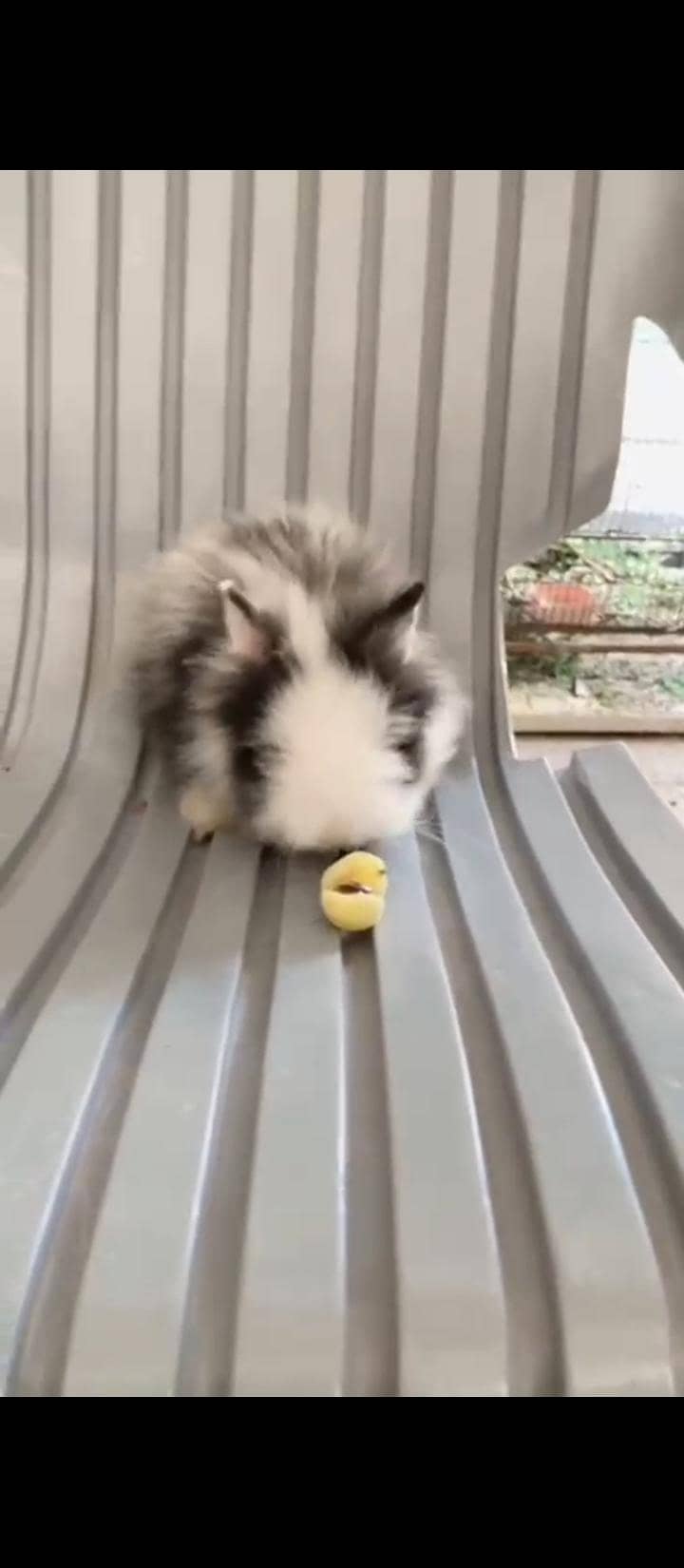 Teddy Bear dwarf 0