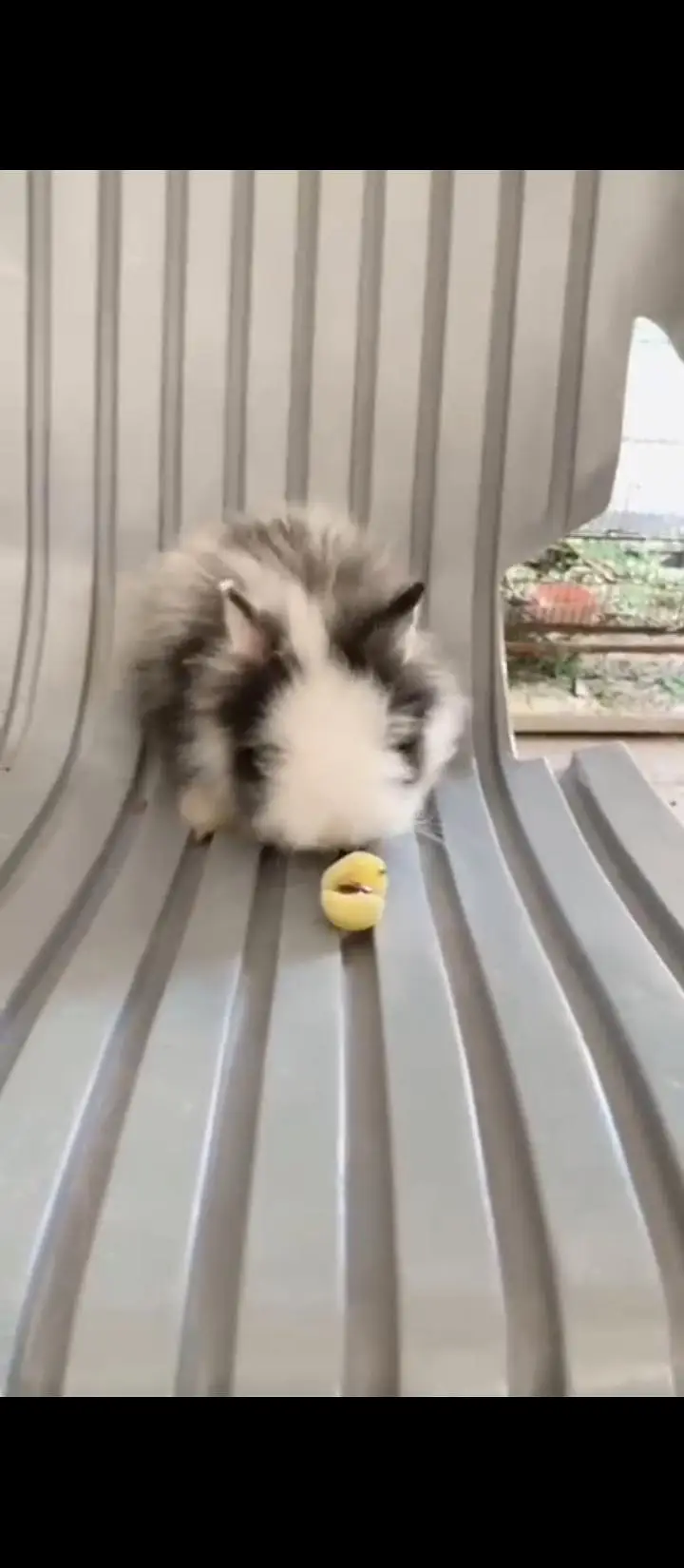 Teddy Bear dwarf