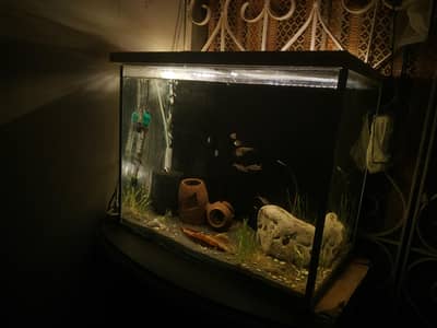 Aquarium and Fishes