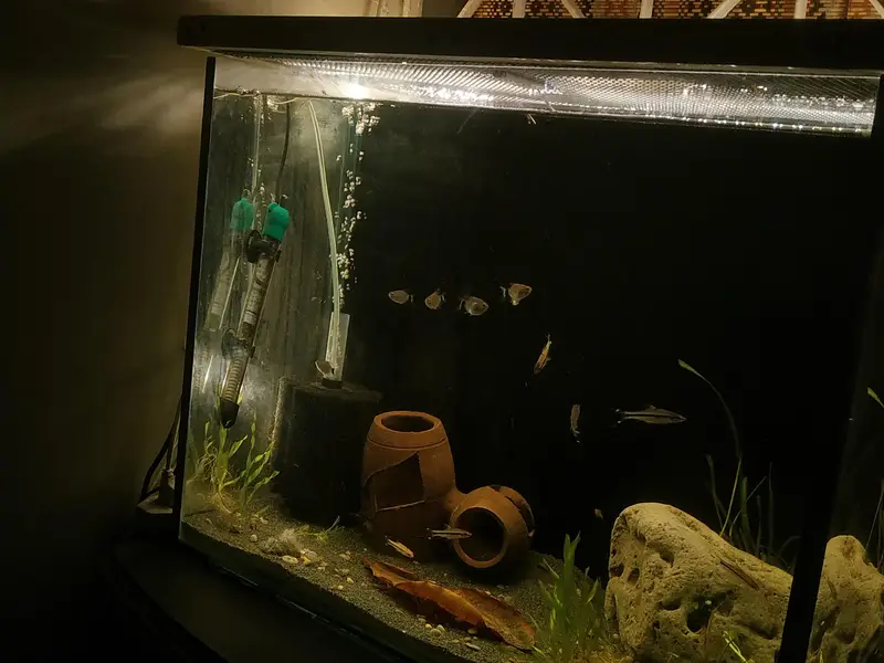 Aquarium and Fishes — photo 2