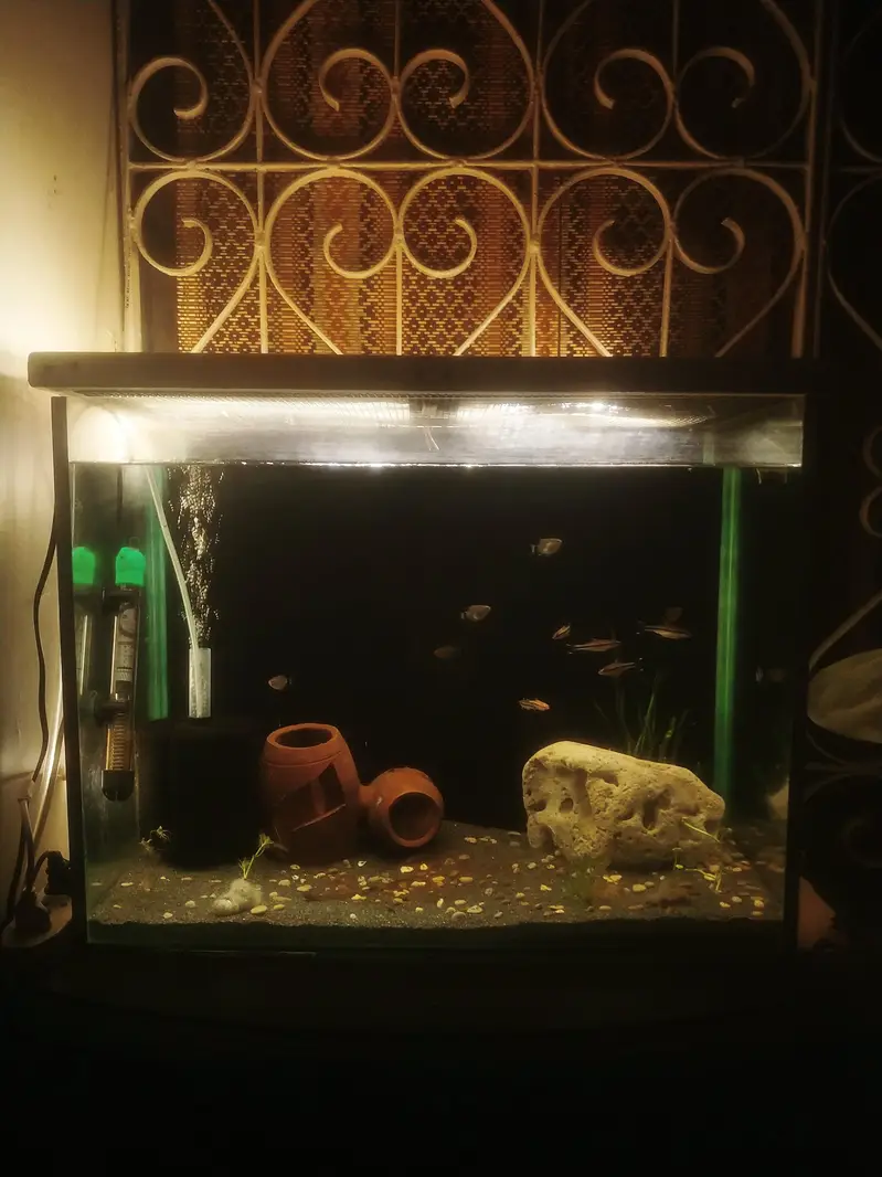 Aquarium and Fishes — photo 3