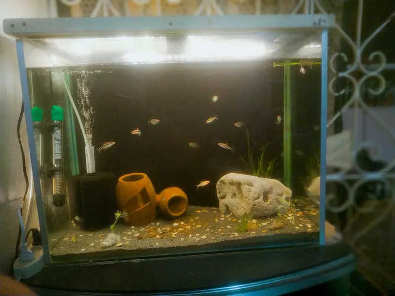 Aquarium and Fishes — photo 4