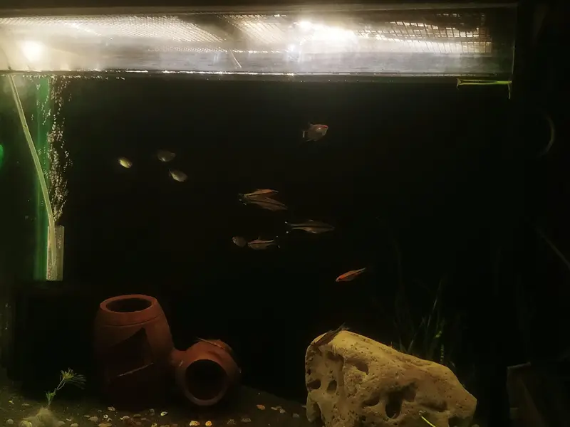Aquarium and Fishes — photo 5