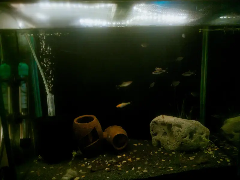Aquarium and Fishes — photo 6