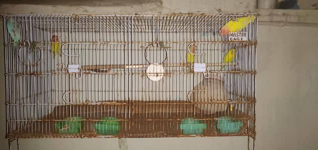 budgies and lovebirds pair