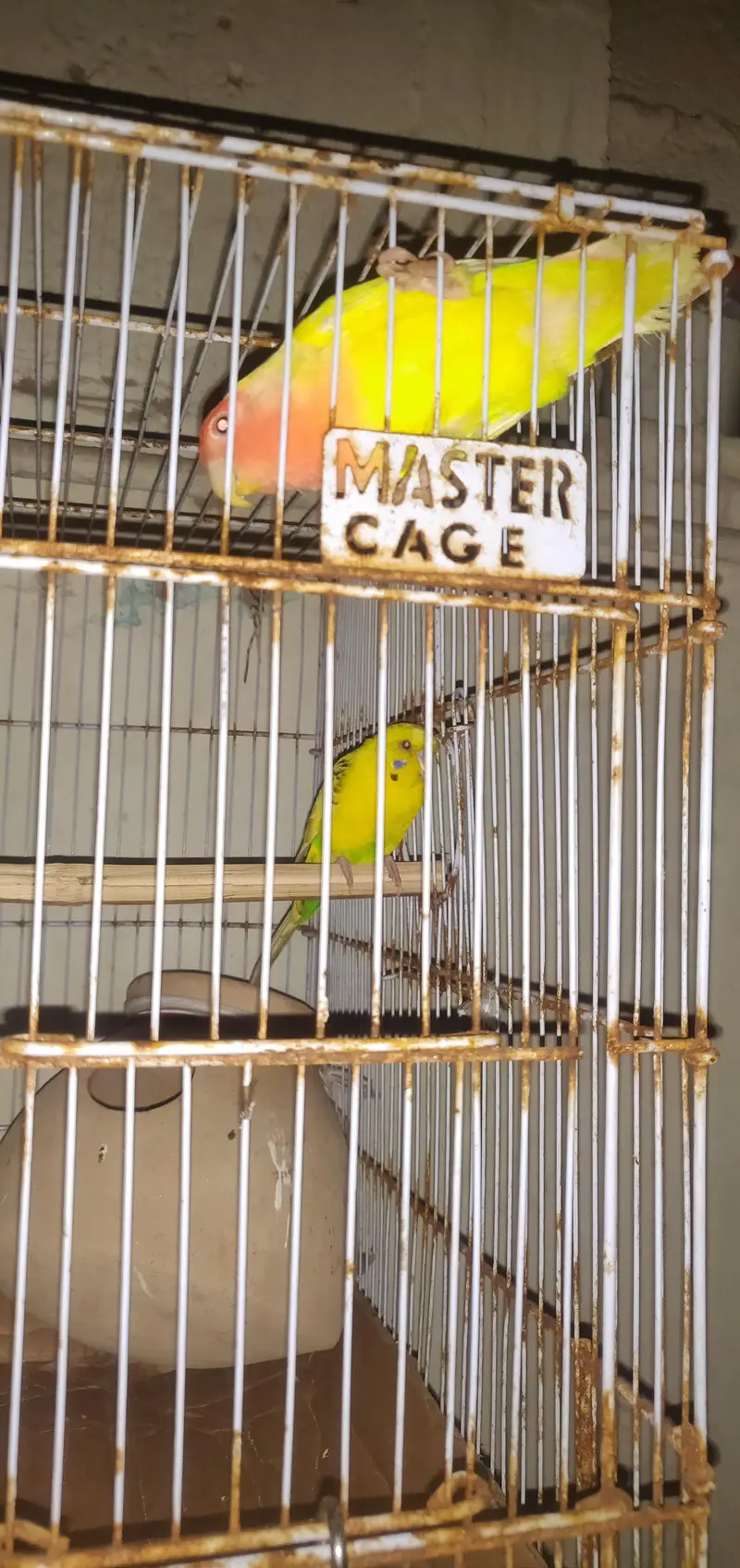 budgies and lovebirds pair — photo 2