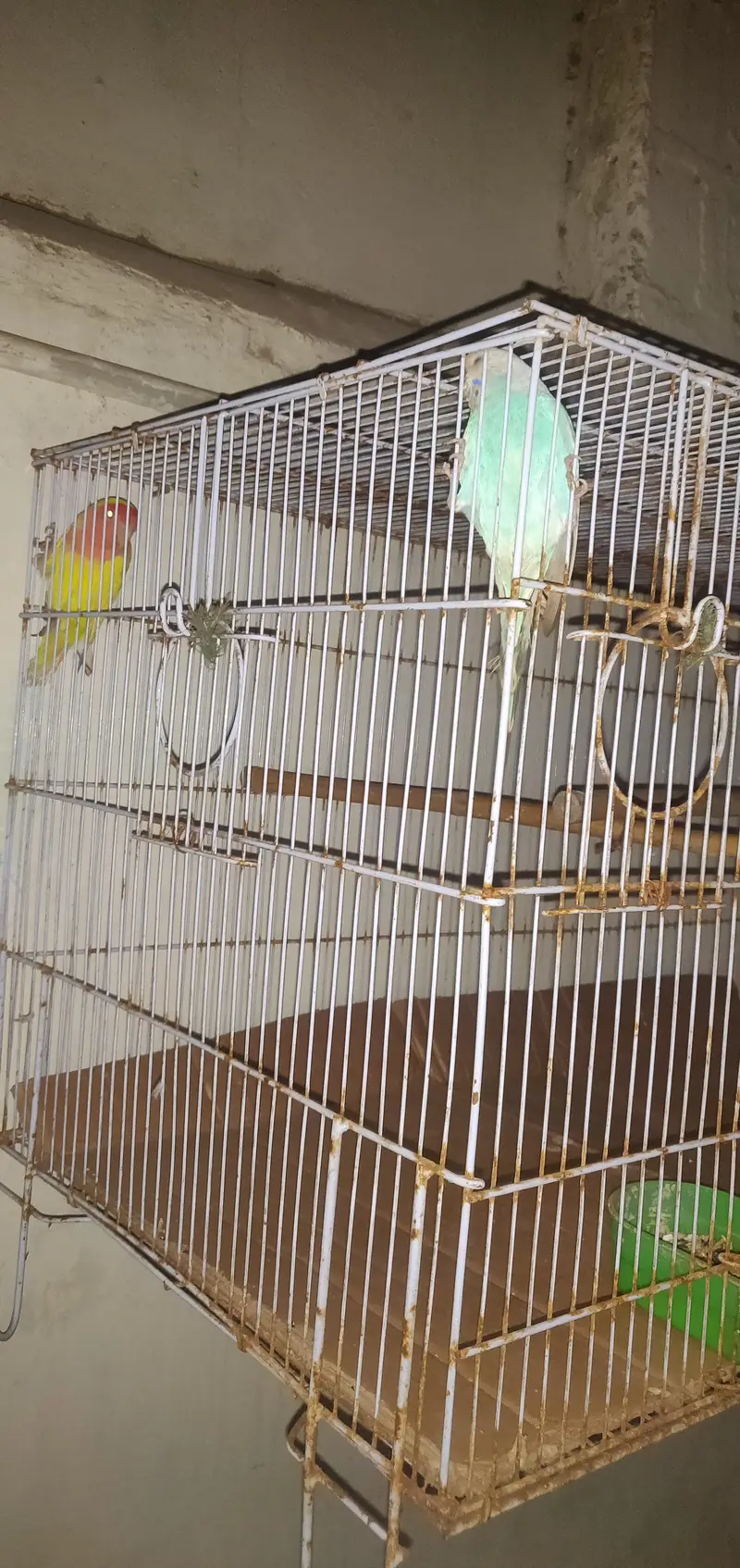 budgies and lovebirds pair — photo 3
