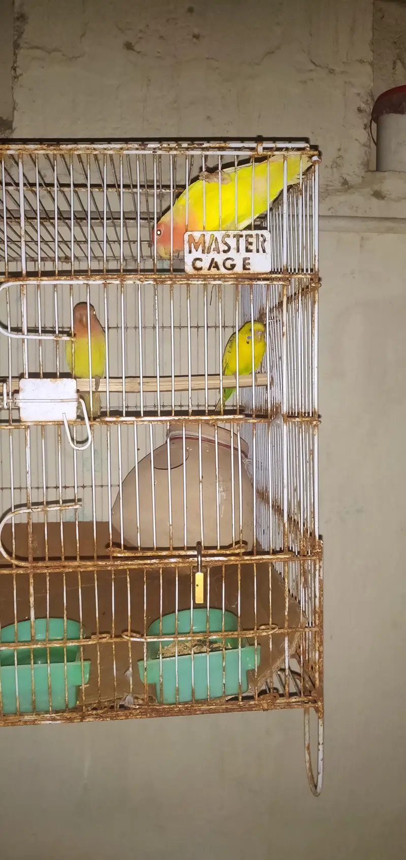 budgies and lovebirds pair — photo 4