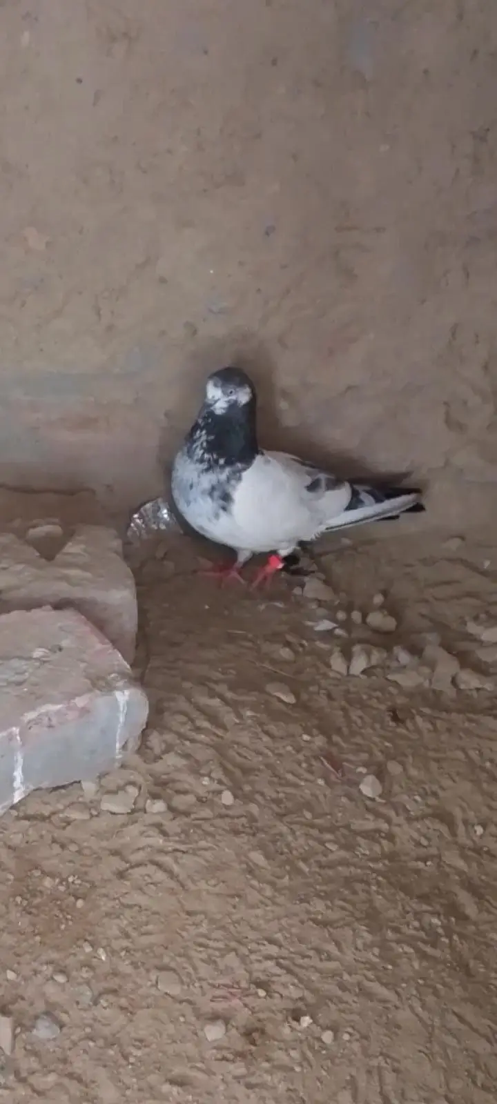 Teddy quality bird — photo 2
