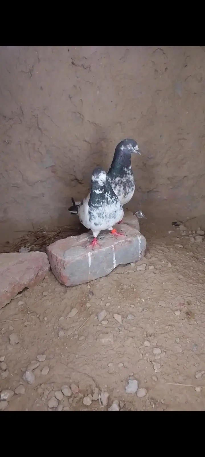 Teddy quality bird — photo 3
