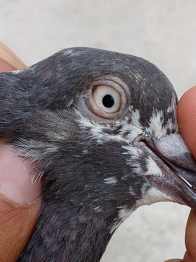 Teddy quality bird — photo 4