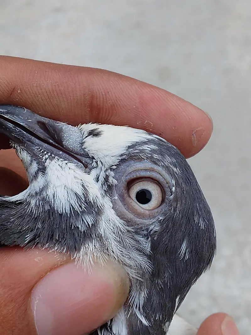 Teddy quality bird — photo 5