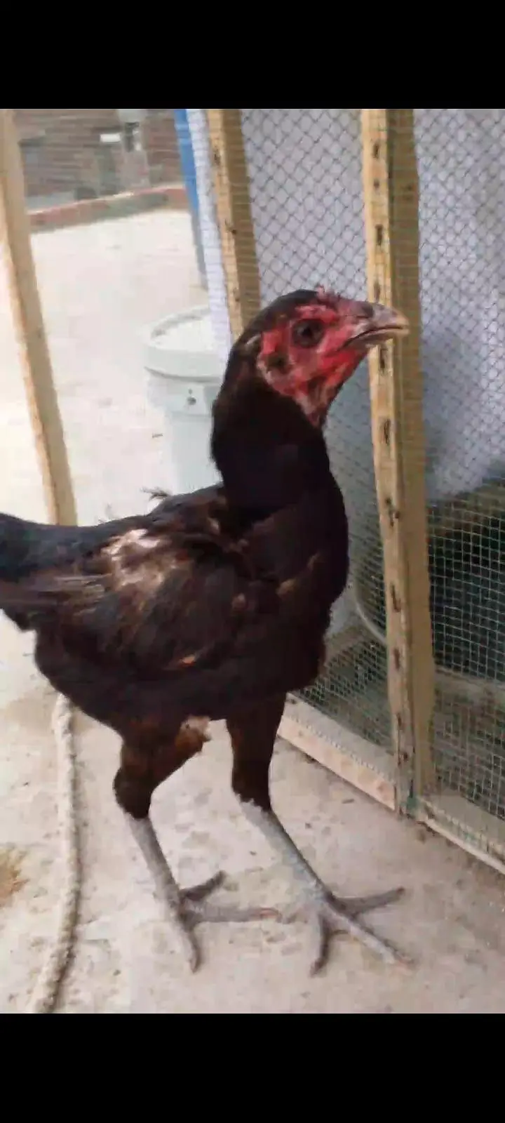 Teddy quality bird — photo 6