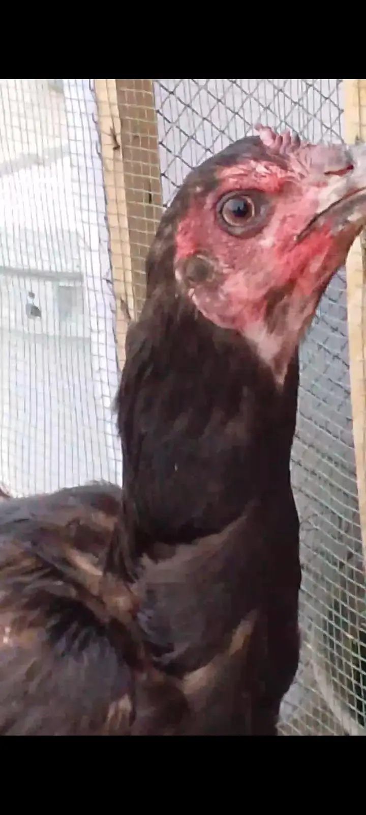 Teddy quality bird — photo 8