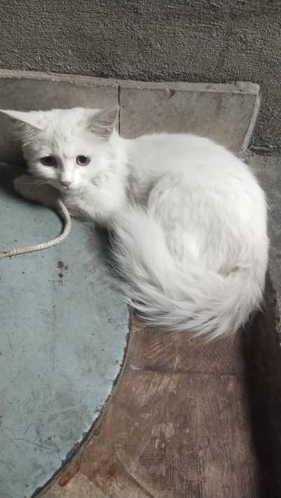 kittens for sale