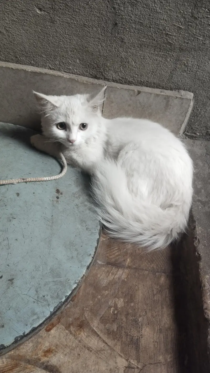 kittens for sale — photo 2