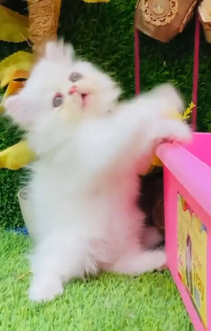 Persian cat for sale( 03)*(34)*(97)*(93)*(957) — photo 3
