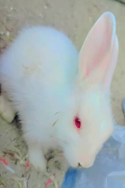 Rabbit for sale