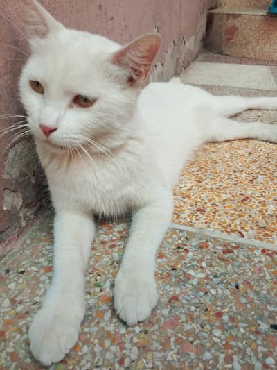 Persian single coat female cat