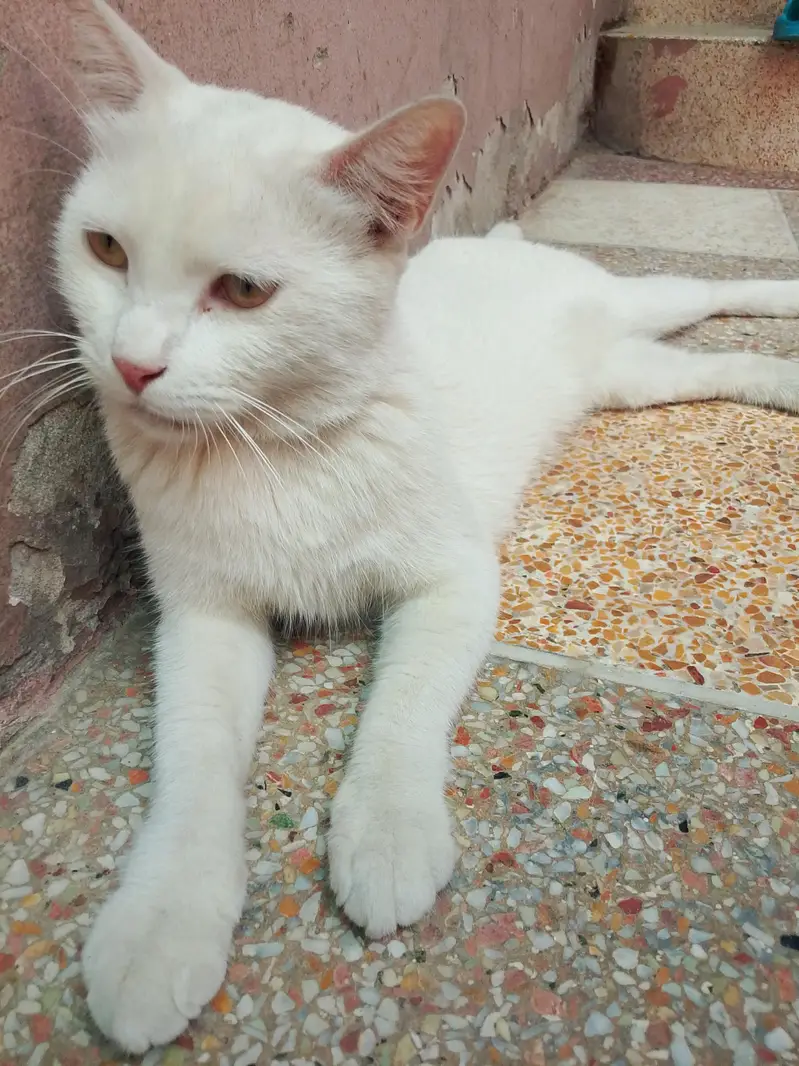 Persian single coat female cat