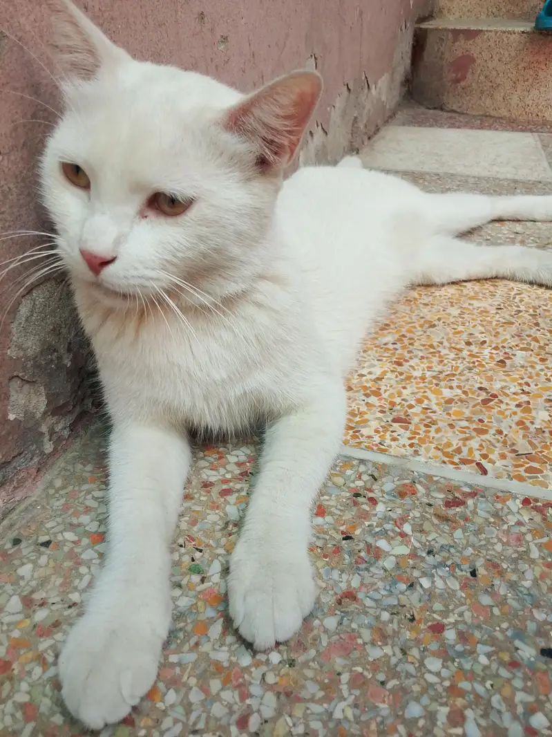 Persian single coat female cat — photo 2