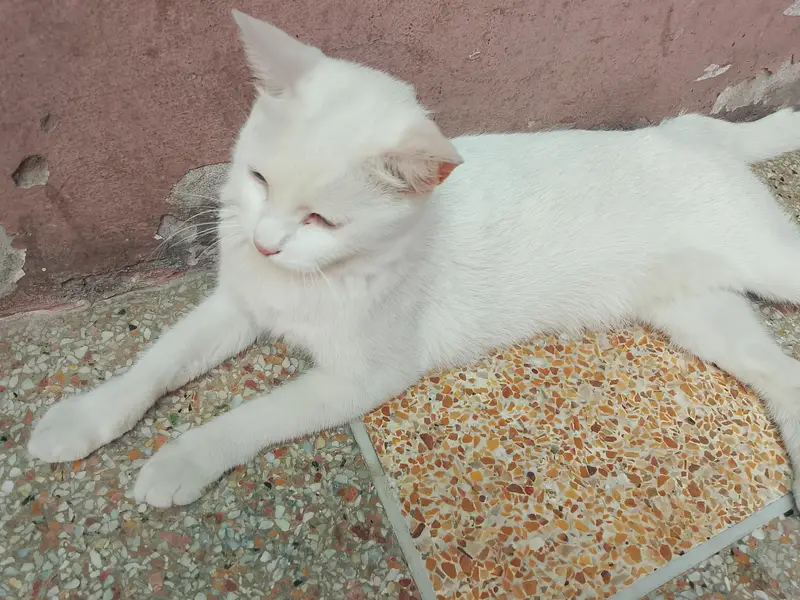 Persian single coat female cat — photo 3