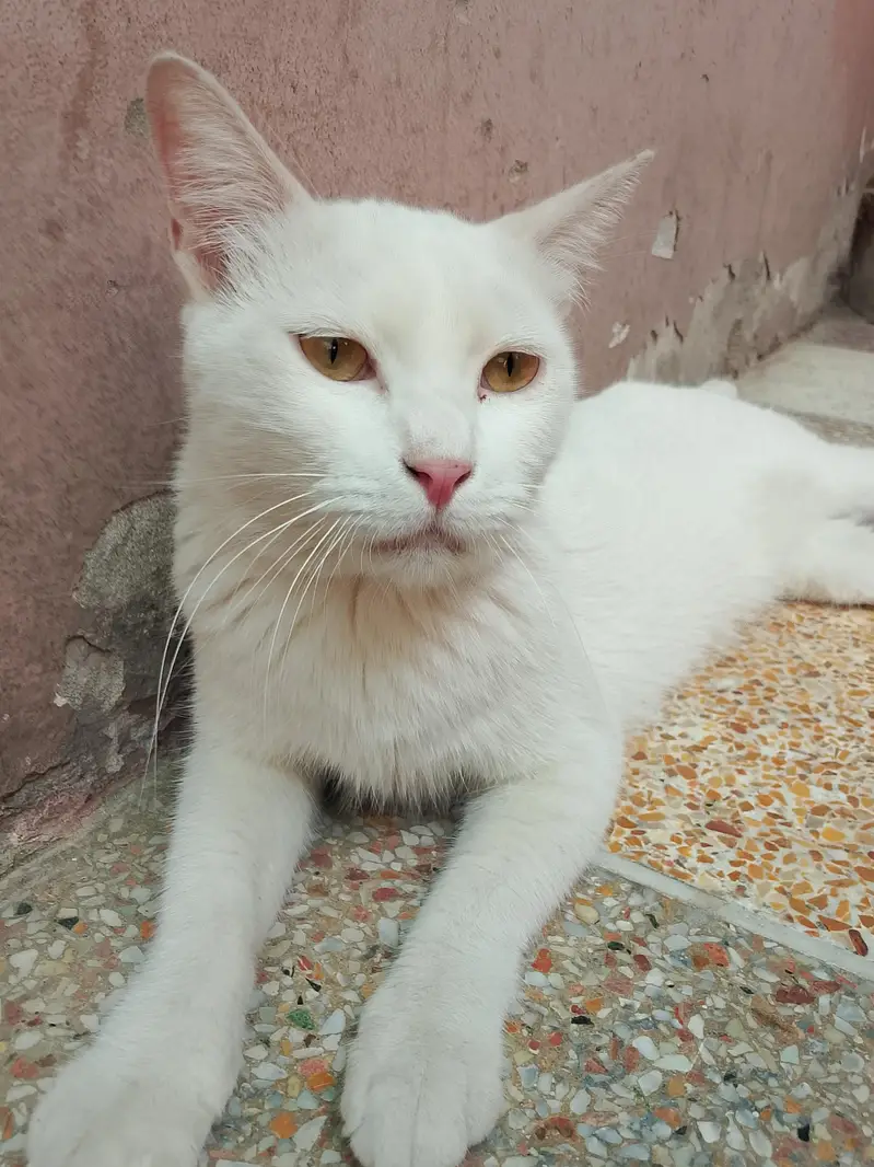 Persian single coat female cat — photo 4