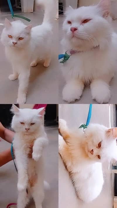 sale cat