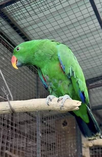 Grand eclectus