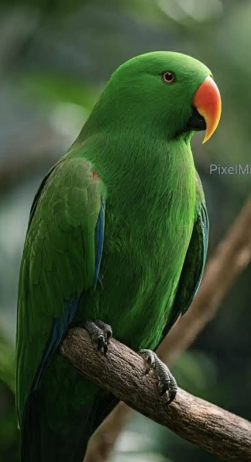 Grand eclectus — photo 2