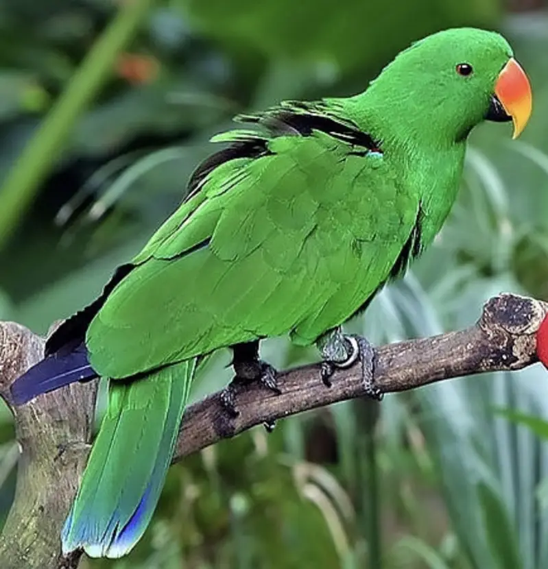 Grand eclectus — photo 3