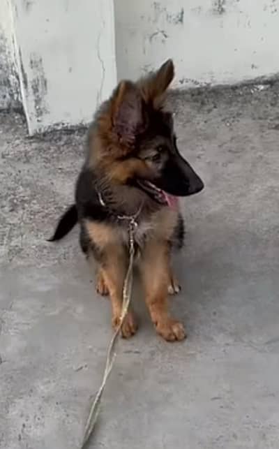 German shepherd non pedigre male puppy available . cntct (03028781027)