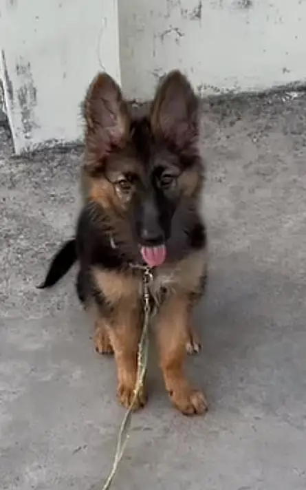German shepherd non pedigre male puppy available . cntct (03028781027) — photo 2