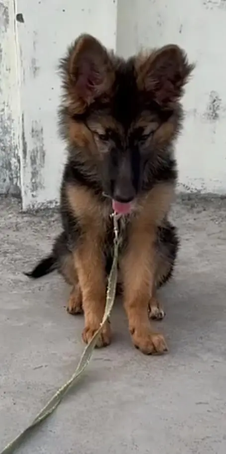 German shepherd non pedigre male puppy available . cntct (03028781027) — photo 3