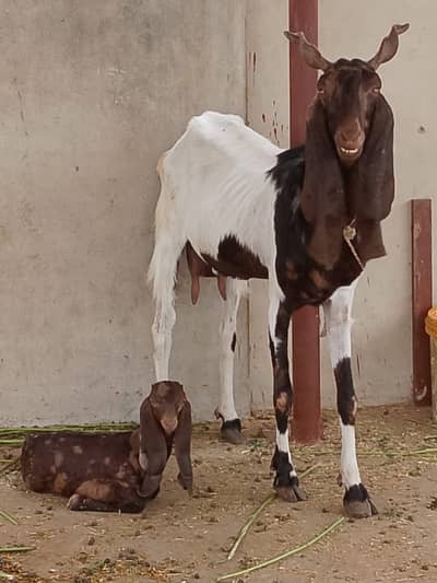Selling my goat with 3 weeks female kid and 8 months male kid