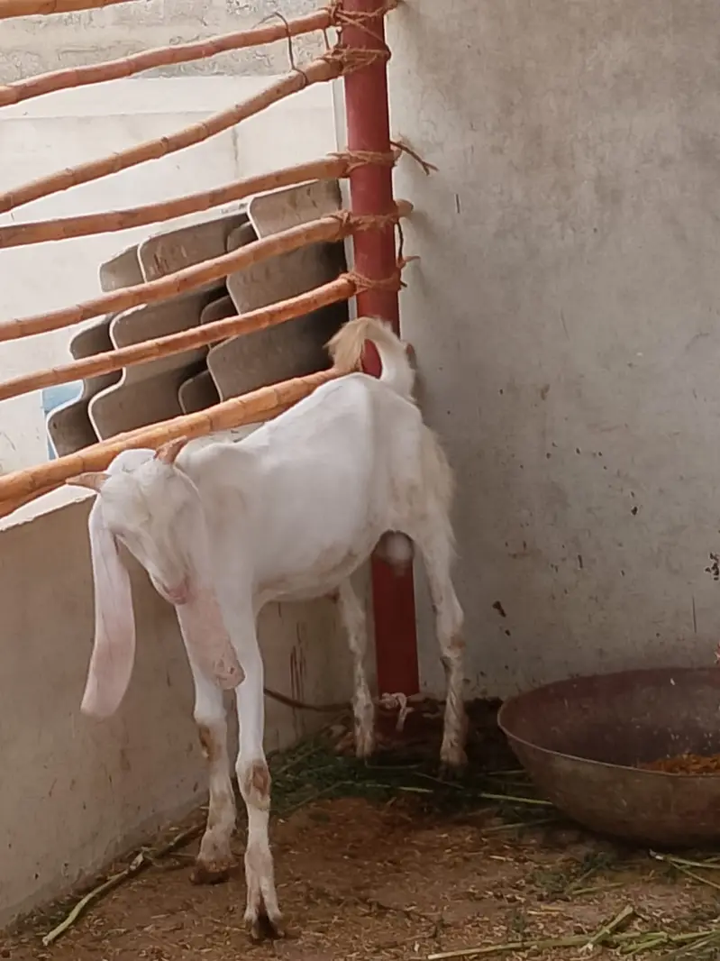 Selling my goat with 3 weeks female kid and 8 months male kid — photo 2